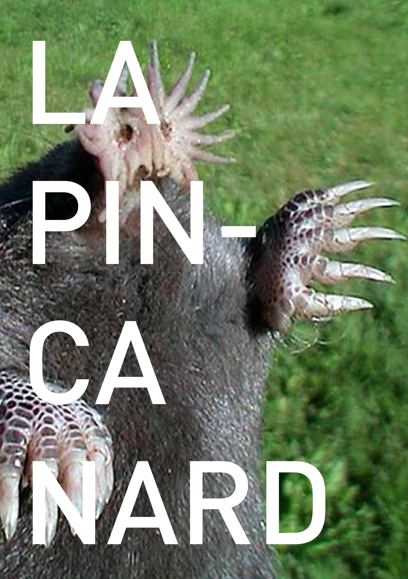 Lapin carnard - carton